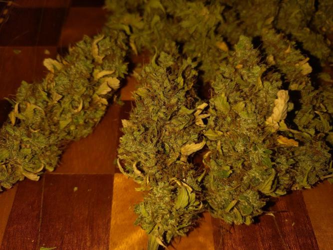 Gelonade Auto Zamnesia. Week 12