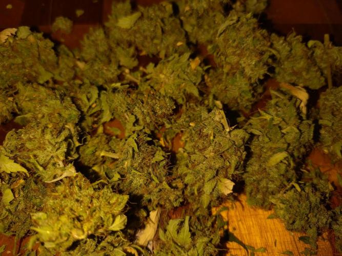 Gelonade Auto Zamnesia. Week 12