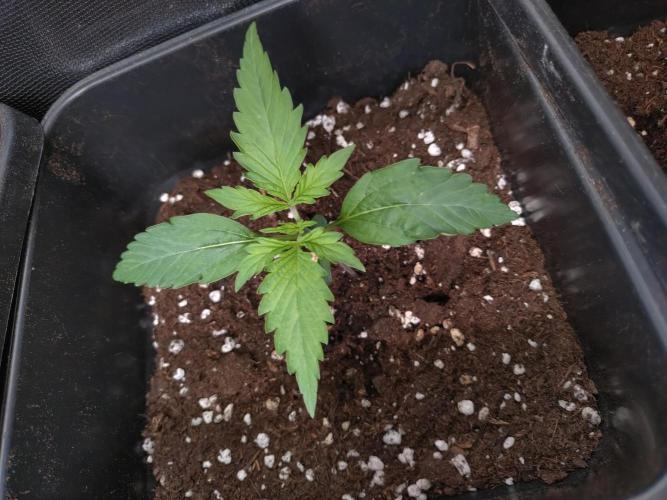 Hulkberry Auto RQS. Week 1