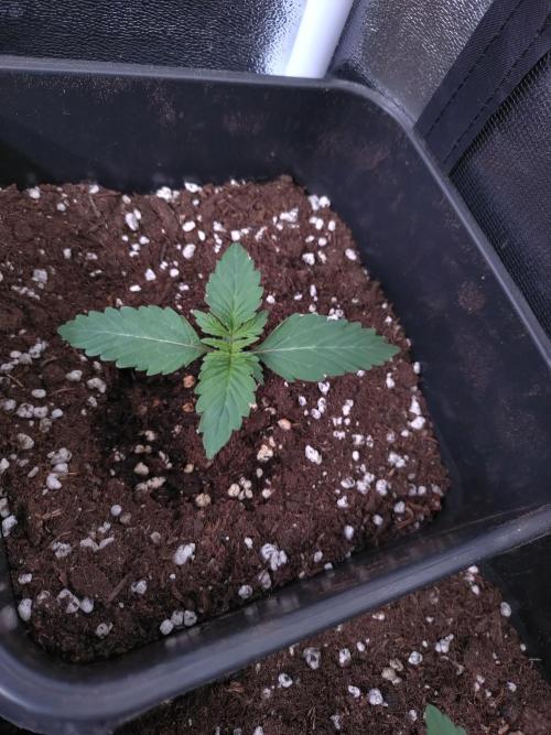 Hulkberry Auto RQS. Week 1