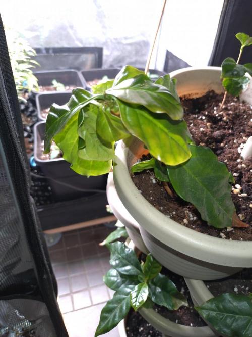 Coffea Arabica. Week 16