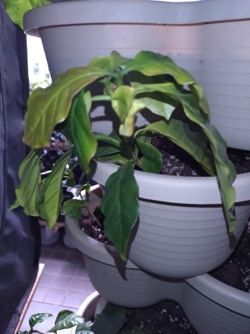 Coffea Arabica. Week 16