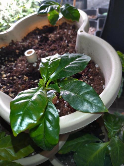 Coffea Arabica. Week 16