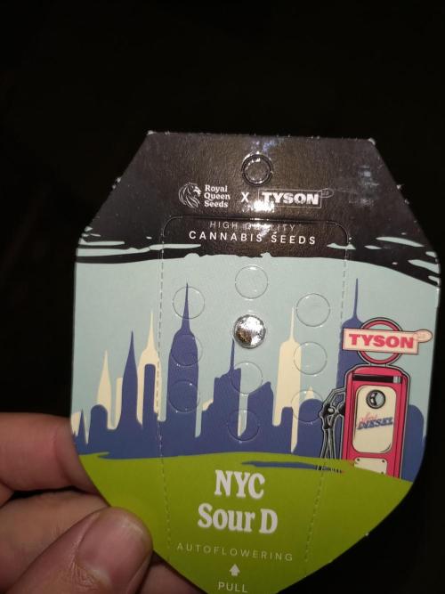 NYC Sour D Auto RQS Eternity Cup'26. Week 0