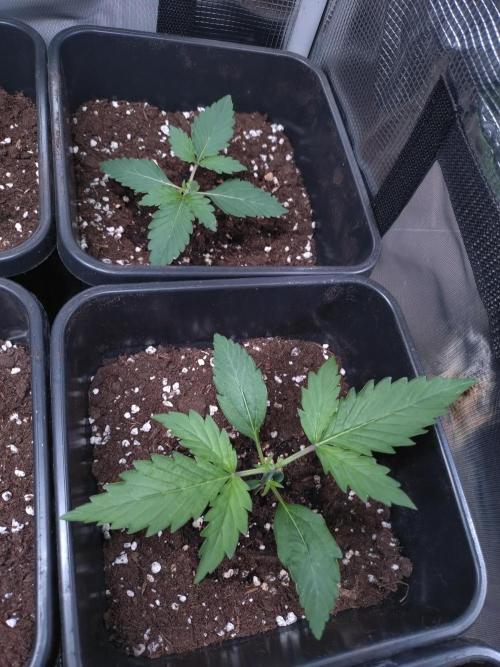 Hulkberry Auto RQS. Week 1