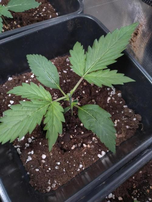 Hulkberry Auto RQS. Week 1