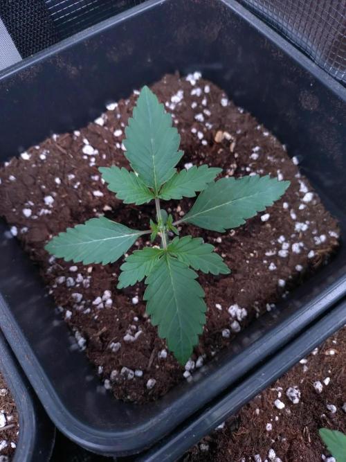 Hulkberry Auto RQS. Week 2