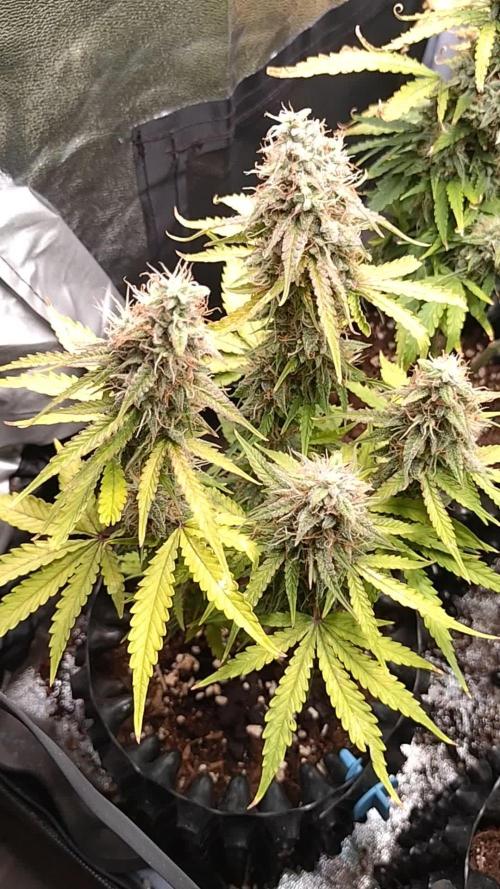 Titan F1 Royal Queen Seeds