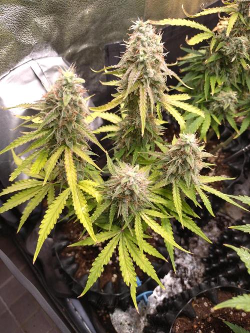 Titan F1 RQS. Week 9