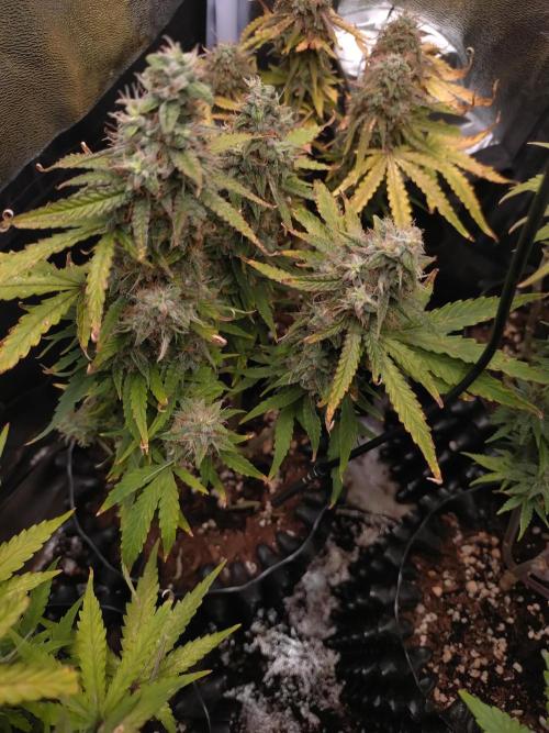 Titan F1 RQS. Week 9