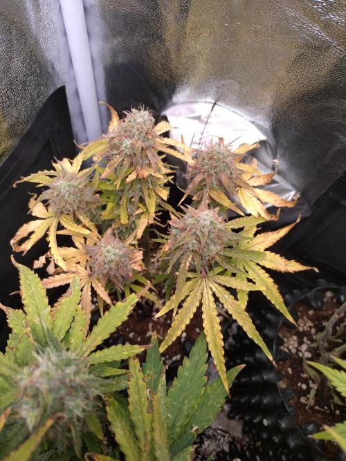 Titan F1 RQS. Week 9