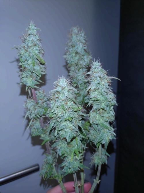 Titan F1 RQS. Week 9