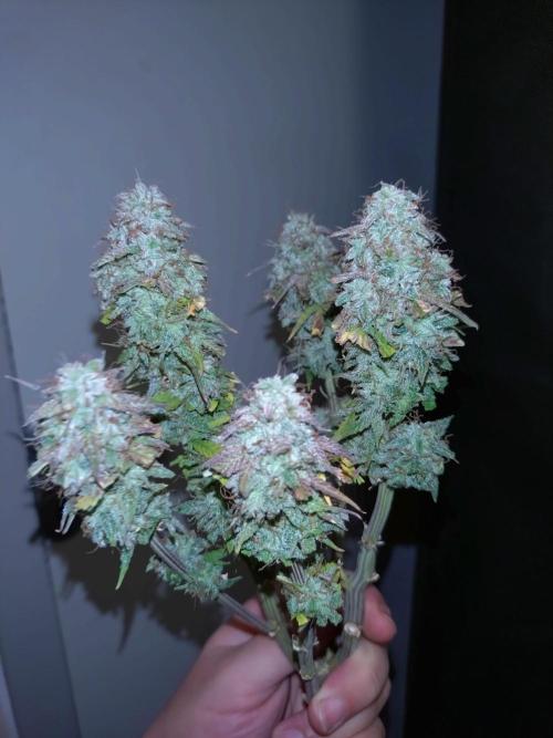 Titan F1 RQS. Week 9