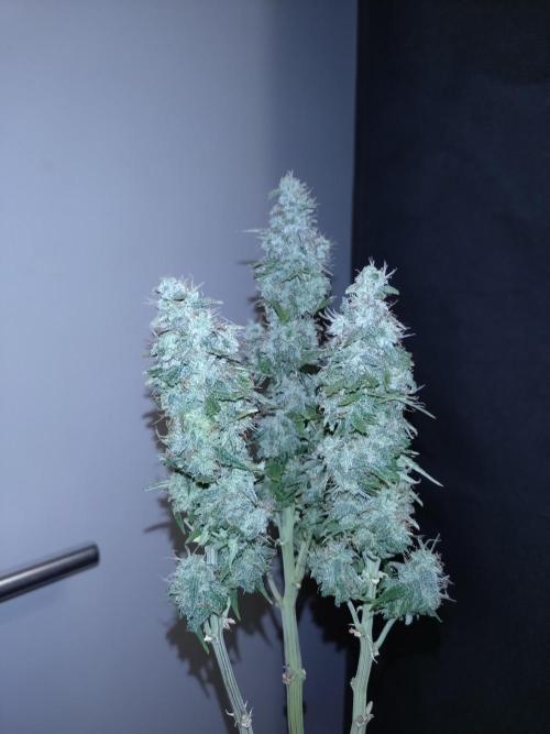 Titan F1 RQS. Week 9