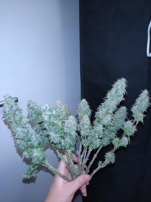 Titan F1 RQS. Week 9