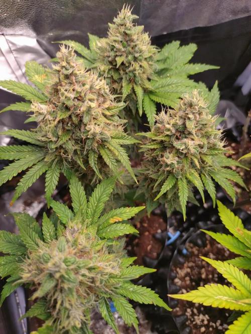 Banana Purple Punch Auto Fastbuds. Week 9