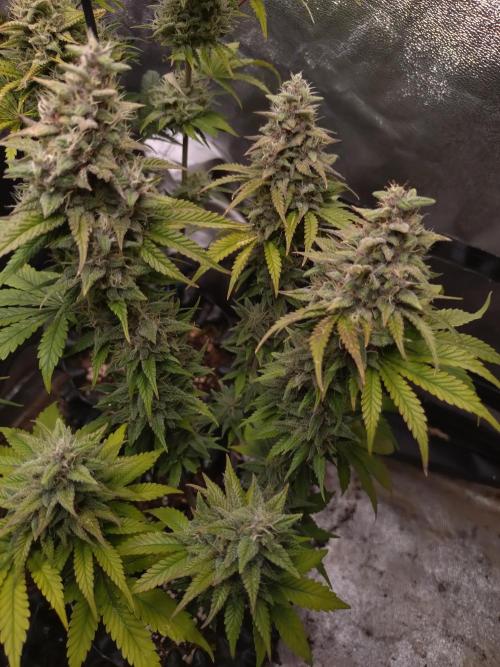 Banana Purple Punch Auto Fastbuds. Week 9