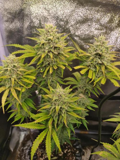 Banana Purple Punch Auto Fastbuds. Week 9