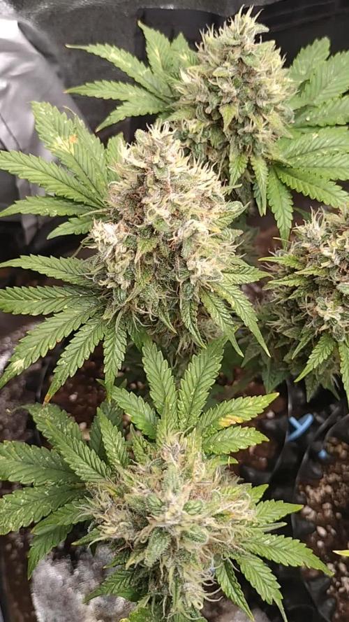 Banana Purple Punch Auto Fastbuds