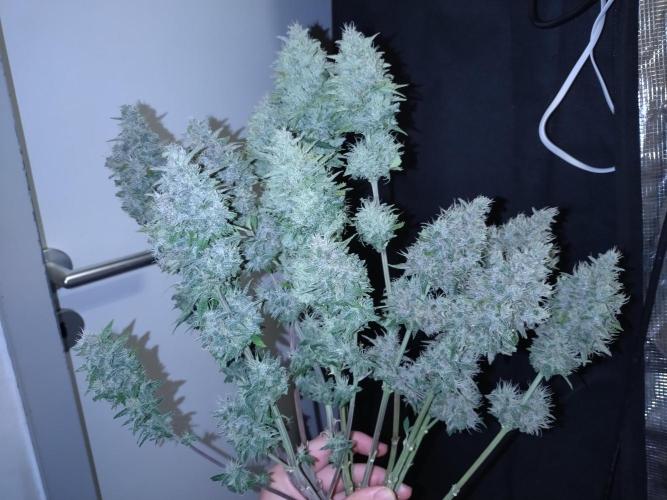 Banana Purple Punch Auto Fastbuds. Week 9