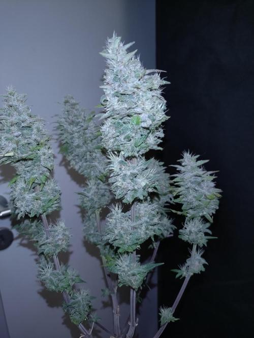Banana Purple Punch Auto Fastbuds. Week 9