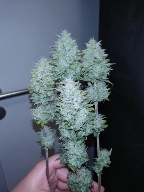 Banana Purple Punch Auto Fastbuds. Week 9