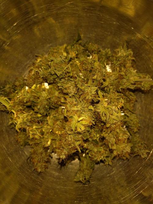 Titan F1 RQS. Week 9