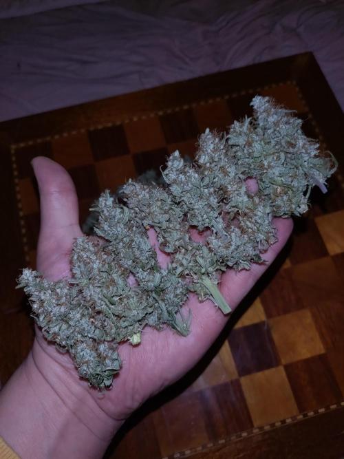 Titan F1 RQS. Week 9