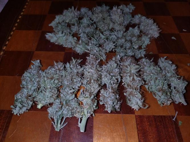 Titan F1 RQS. Week 9