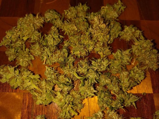 Titan F1 RQS. Week 9