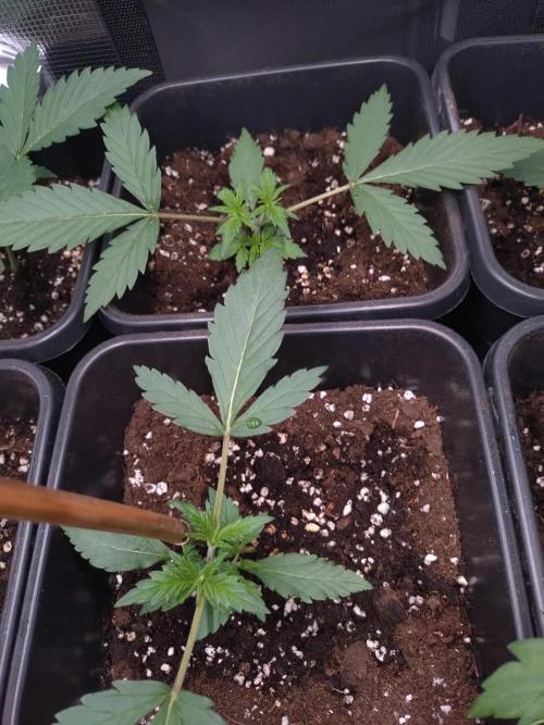 Cinderella Auto Fastbuds. Week 2