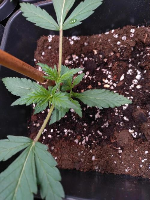 Cinderella Auto Fastbuds. Week 2