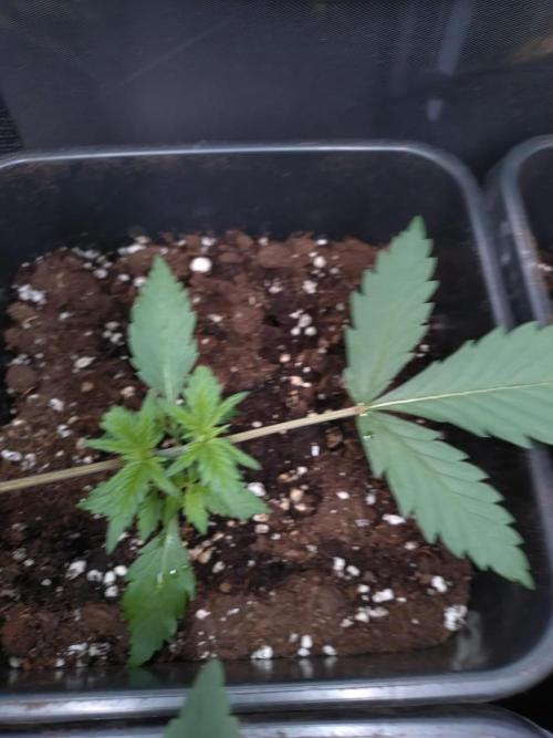 Cinderella Auto Fastbuds. Week 2