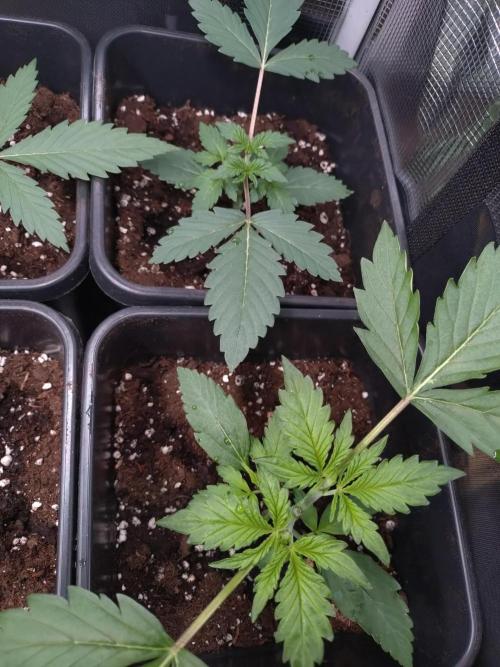 Hulkberry Auto RQS. Week 2