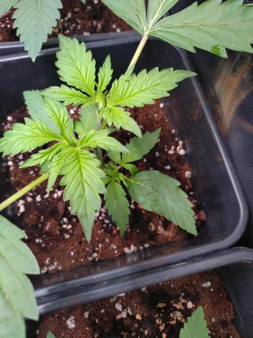 Hulkberry Auto RQS. Week 2