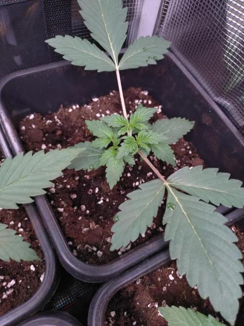 Hulkberry Auto RQS. Week 2