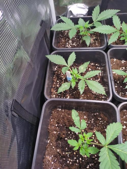 Grape Pop Rocks Auto Anesia Seeds. Week 2