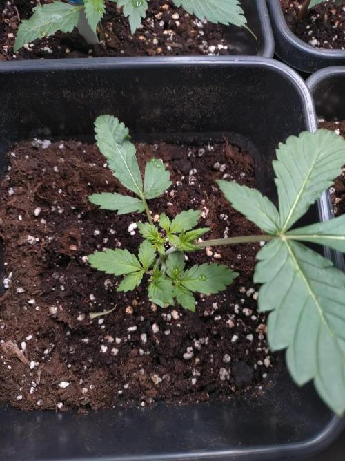 Grape Pop Rocks Auto Anesia Seeds. Week 2
