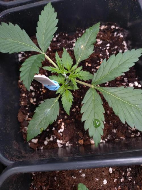 Grape Pop Rocks Auto Anesia Seeds. Week 2