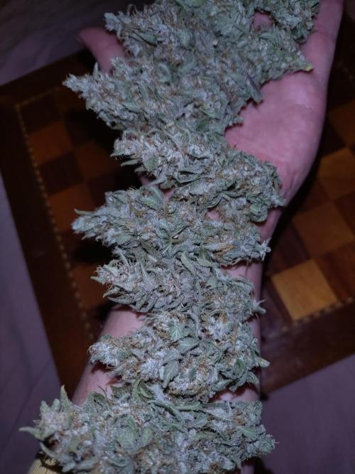 Banana Purple Punch Auto Fastbuds. Week 9