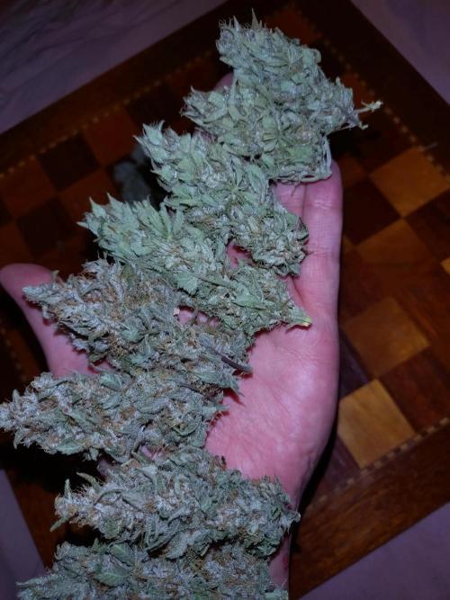 Banana Purple Punch Auto Fastbuds. Week 9