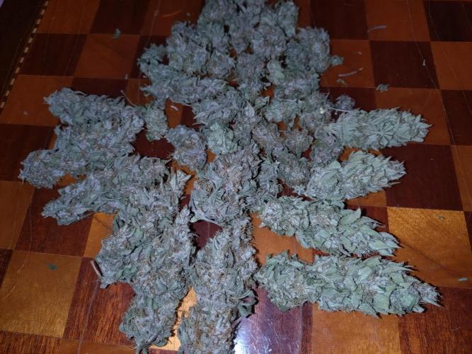 Banana Purple Punch Auto Fastbuds. Week 9