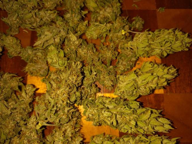 Banana Purple Punch Auto Fastbuds. Week 9