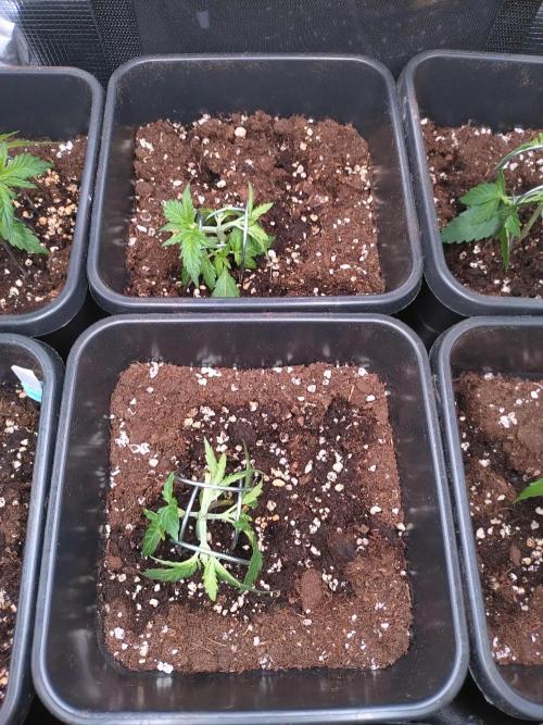 Cinderella Auto Fastbuds. Week 2