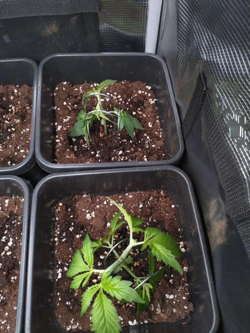 Hulkberry Auto RQS. Week 2