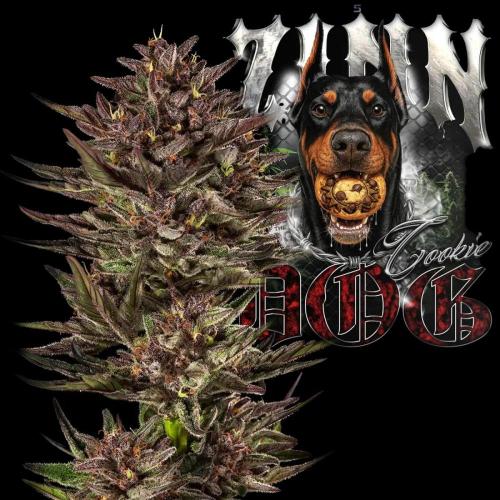 Frozen Zinn x Cookie Dog Eternity Cup'26. Week 0