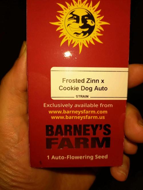 Frozen Zinn x Cookie Dog Eternity Cup'26. Week 0