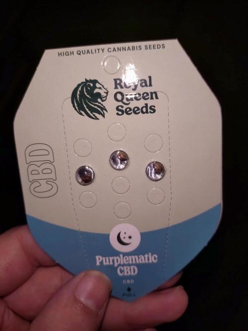 Purplematic CBD RQS. Week 0