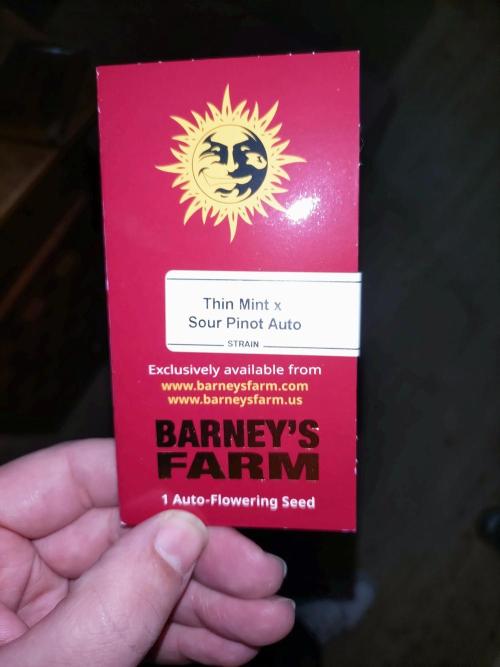 Thin Mint x Sour Pinot Auto Barneys Farm. Week 0