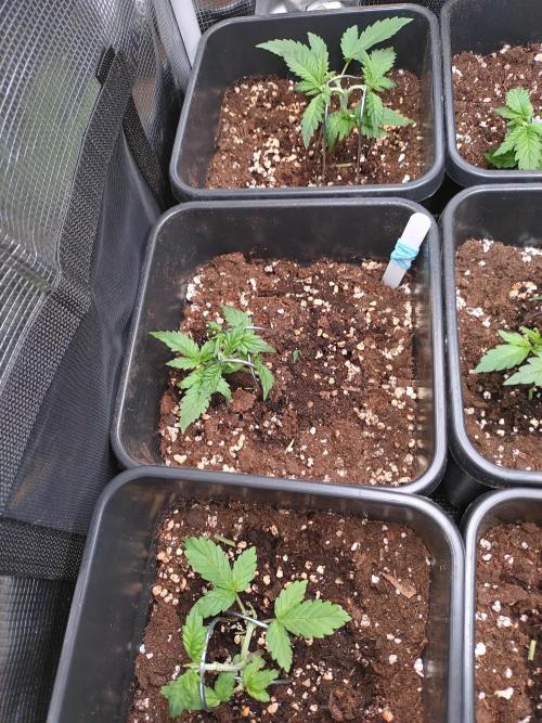 Grape Pop Rocks Auto Anesia Seeds. Week 2